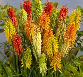 Kleopatřina jehla - Kniphofia mix