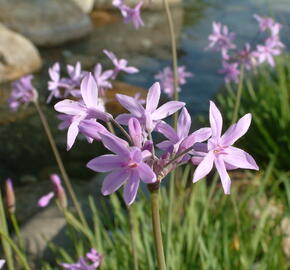 Tulbagie, česnek pokojový 'Silver Lace' - Tulbaghia violacea 'Silver Lace'