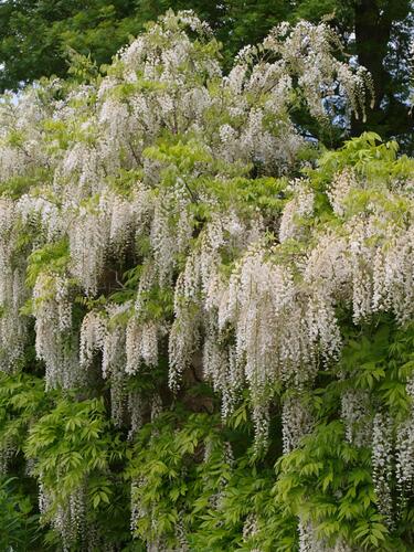 Vistárie květnatá 'Alba' - Wisteria floribunda 'Alba'