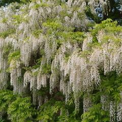 Vistárie květnatá 'Alba' - Wisteria floribunda 'Alba'