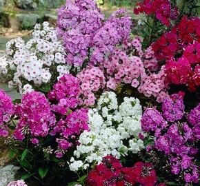 Plamenka latnatá - Phlox paniculata mix