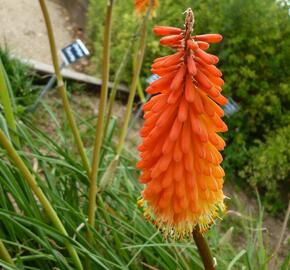 Kleopatřina jehla - Kniphofia triangularis