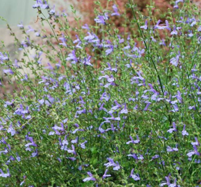 Šalvěj 'African Skies' - Salvia uliginosa 'African Skies'