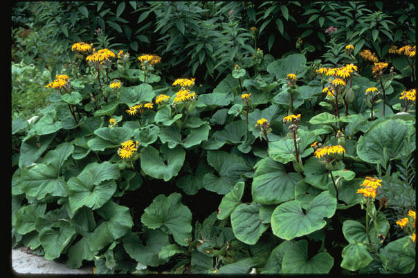 Popelivka zoubkovaná - Ligularia dentata (clivorum)