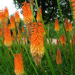 Kleopatřina jehla 'Grandiflora Mix' - Kniphofia uvaria 'Grandiflora Mix'