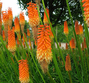 Kleopatřina jehla 'Grandiflora Mix' - Kniphofia uvaria 'Grandiflora Mix'