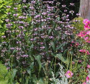 Sápa kašmírská - Phlomis cashmeriana