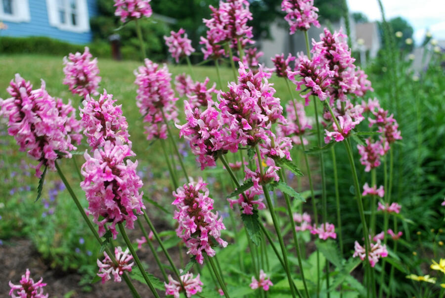 Bukvice (čistec) lékařská 'Pink Cotton Candy' - Stachys officinalis 'Pink Cotton Candy’