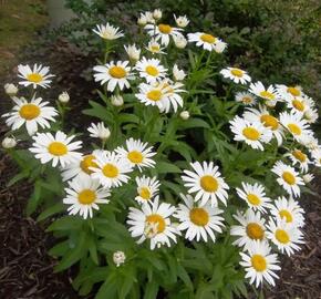 Kopretina největší 'Polaris' - Leucanthemum maximum 'Polaris'