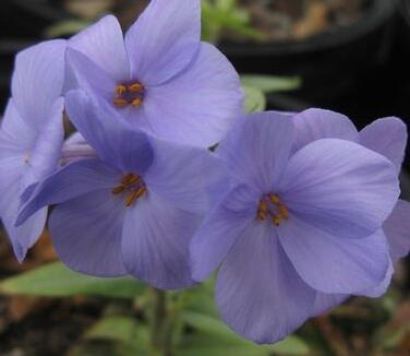 Plamenka 'Blue Ridge' - Phlox stolonifera 'Blue Ridge'