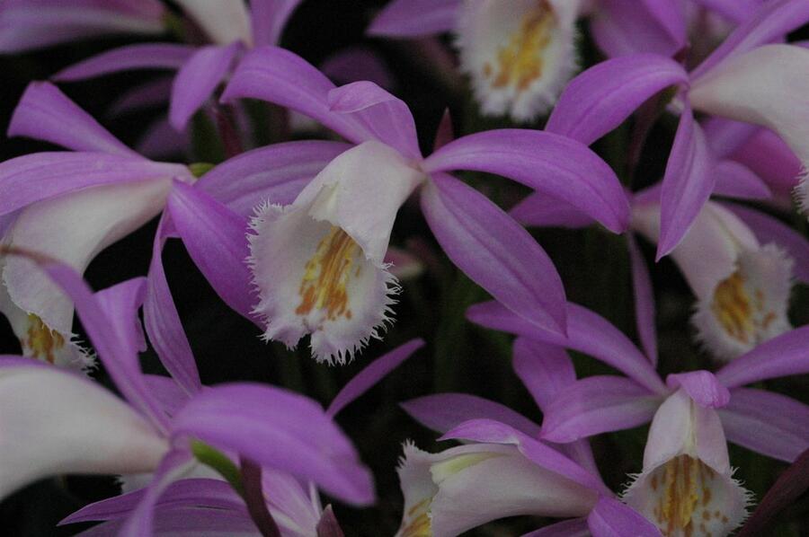 Plejonka - Pleione formosana