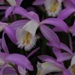 Plejonka - Pleione formosana