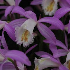 Plejonka - Pleione formosana