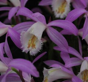 Plejonka - Pleione formosana