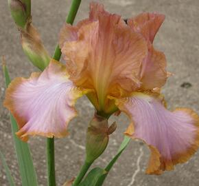 Kosatec německý 'Real Delight' - Iris barbata-elatior 'Real Delight'