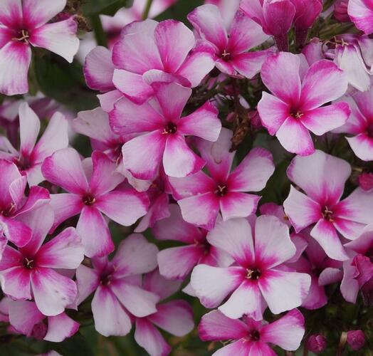 Plamenka latnatá 'Neon Flare' - Phlox paniculata 'Neon Flare'