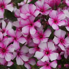 Plamenka latnatá 'Neon Flare' - Phlox paniculata 'Neon Flare'