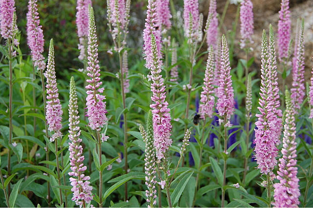 Rozrazil klasnatý 'Atomic Pink Ray' - Veronica spicata 'Atomic Pink Ray'