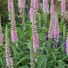 Rozrazil klasnatý 'Atomic Pink Ray' - Veronica spicata 'Atomic Pink Ray'