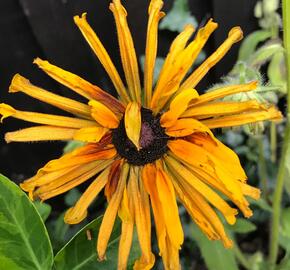 Třapatka srstnatá 'Chim Chiminee' - Rudbeckia hirta 'Chim Chiminee'