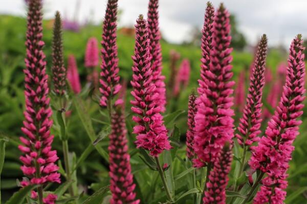 Rozrazil klasnatý 'Atomic Red' - Veronica spicata 'Atomic Red'