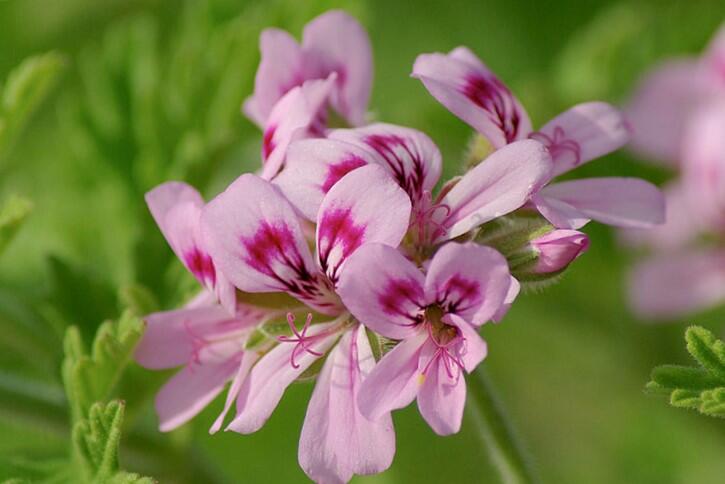 Muškát, pelargonie vonná 'Rose' - Pelargonium odoratissimum 'Rose ...