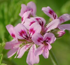 Muškát, pelargonie vonná 'Rose' - Pelargonium odoratissimum 'Rose'