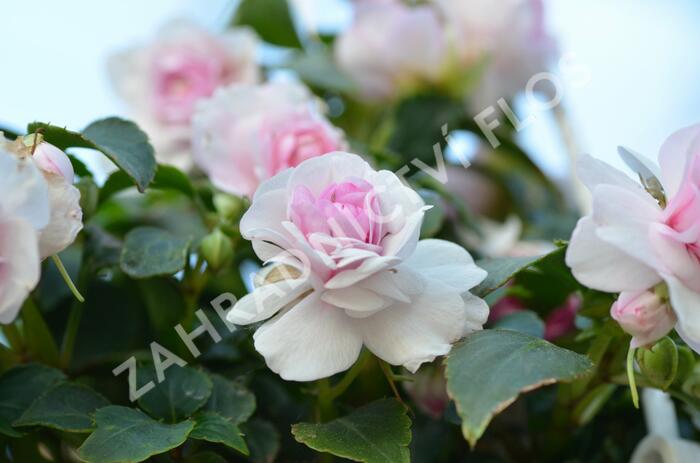 Netýkavka turecká 'Diadem Appleblossom' - Impatiens walleriana 'Diadem Appleblossom'