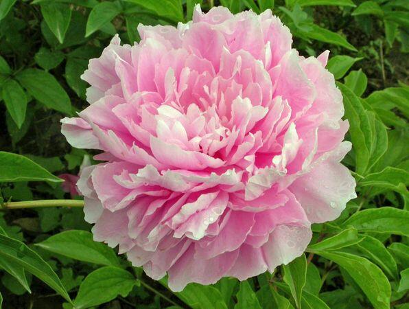 Pivoňka bělokvětá 'Sweet Harmony' - Paeonia lactiflora 'Sweet Harmony'