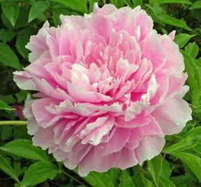 Pivoňka bělokvětá 'Sweet Harmony' - Paeonia lactiflora 'Sweet Harmony'