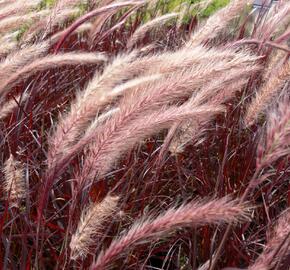 Dochan setý 'Rubrum' - Pennisetum setaceum 'Rubrum'