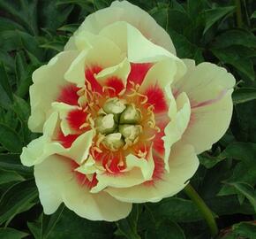 Pivoňka Itoh-hybrid 'Border Charm' - Paeonia Itoh-hybrid 'Border Charm'