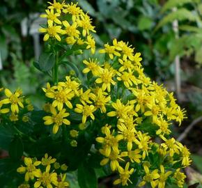 Zlatobýl - Solidago virgaurea minuta var. minutissima