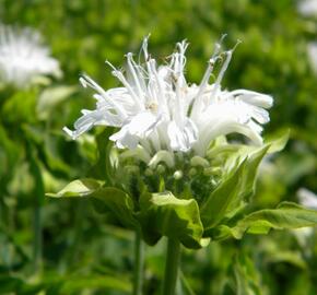 Zavinutka 'Schneewittchen' - Monarda hybrida 'Schneewittchen'