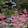 Prvosenka japonská 'Apple Blossom' - Primula japonica 'Apple Blossom'