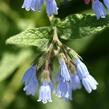 Kostival 'Hidcote Blue' - Symphytum grandiflorum 'Hidcote Blue'