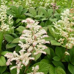 Rodgersie - Rodgersia henrici