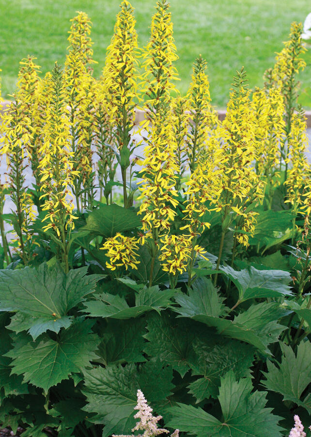 Popelivka - Ligularia stenocephala - hybrid