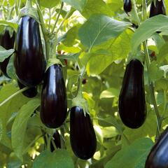 Lilek vejcoplodý 'Nero' - Solanum melongena 'Nero'