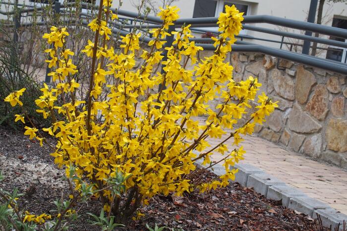 Zlatice prostřední 'Goldrausch' - Forsythia intermedia 'Goldrausch'