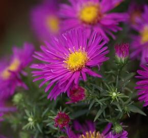 Hvězdnice keříčkovitá 'Alice Haslam' - Aster dumosus 'Alice Haslam'