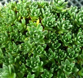 Tlustice - Crassula setulosa