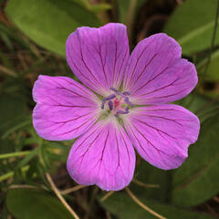 Kakost krvavý 'Lovoš' - Geranium sanguineum 'Lovoš'