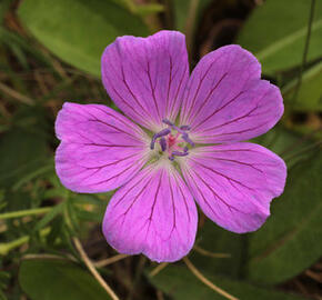 Kakost krvavý 'Lovoš' - Geranium sanguineum 'Lovoš'