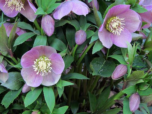 Čemeřice východní 'Pink Lady' - Helleborus orientalis 'Pink Lady'