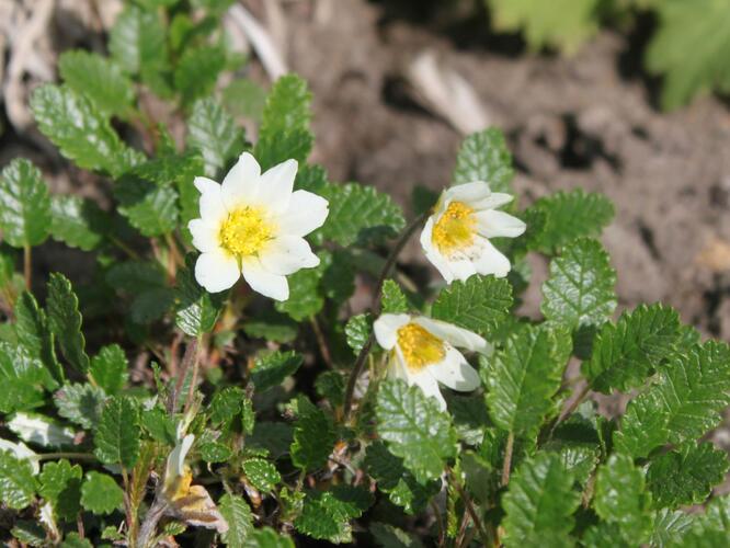 Dryádka Sündermannova - Dryas suendermannii