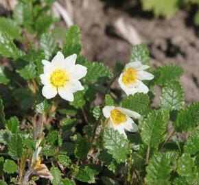 Dryádka Sündermannova - Dryas suendermannii