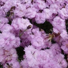 Hvozdík péřitý 'Pikes Pink' - Dianthus plumarius 'Pikes Pink'