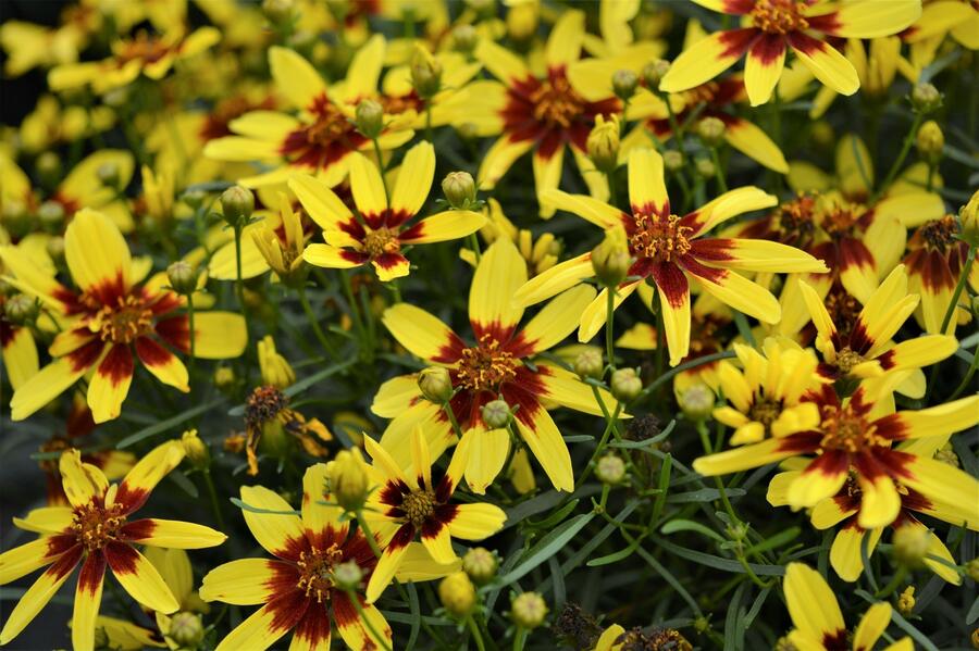 Krásnoočko přeslenité 'Firefly' - Coreopsis verticillata 'Firefly'