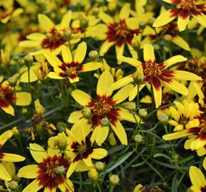 Krásnoočko přeslenité 'Firefly' - Coreopsis verticillata 'Firefly'